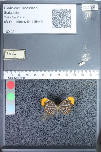 Media type: image;   Entomology 75020